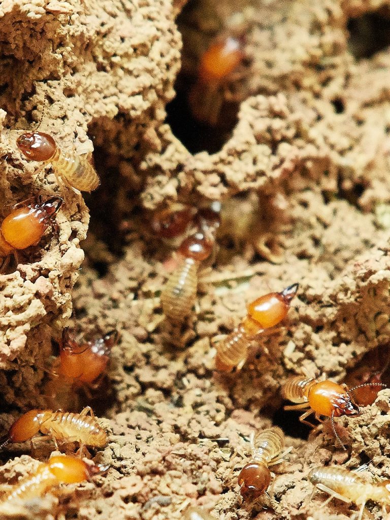 termites-g477891ece_1920