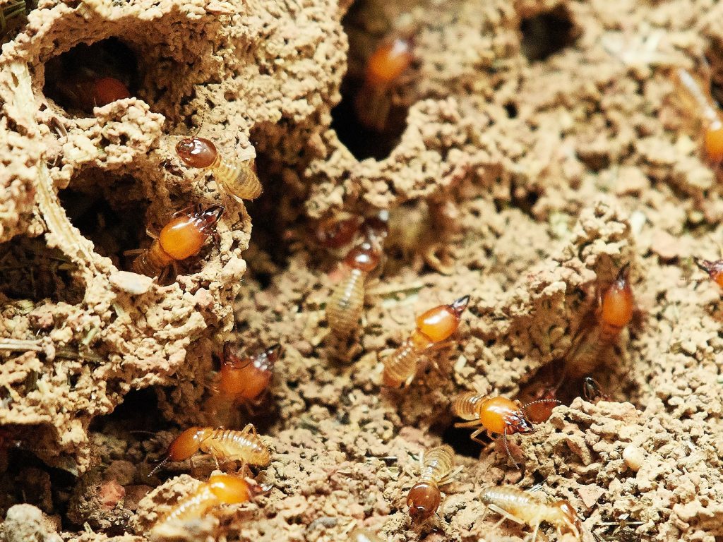 termites-g477891ece_1920